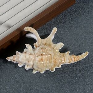 NEW ! Seashell hair claw